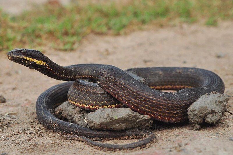 File:Painted Keelback (X.cerasogaster).jpg