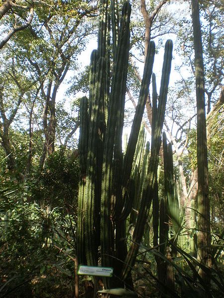 File:Peniocereus griseus 1c.JPG