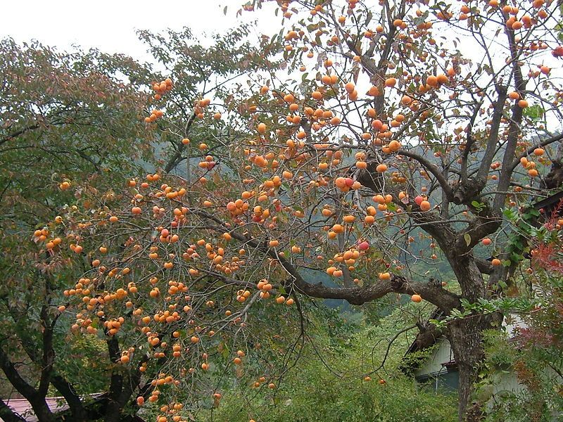 File:Persimmons yamagata 2005-10.JPG