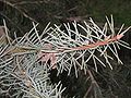 Picea breweriana leaf