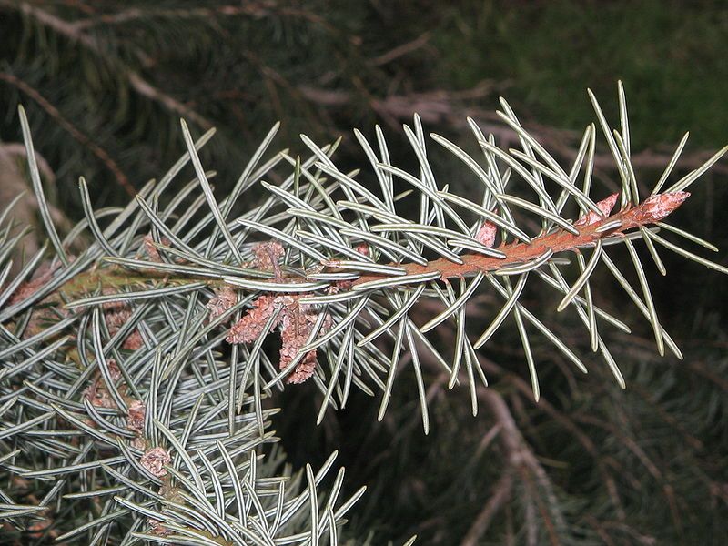 File:Picea breweriana leaf2.jpg