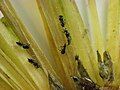 Platygaster sp. on goldenrod (Solidago)