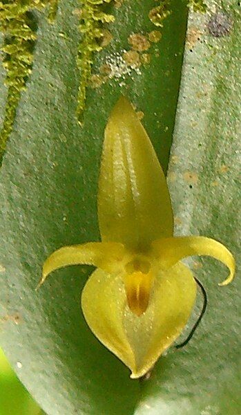 File:Pleurothallis phyllocardioides (2).jpg