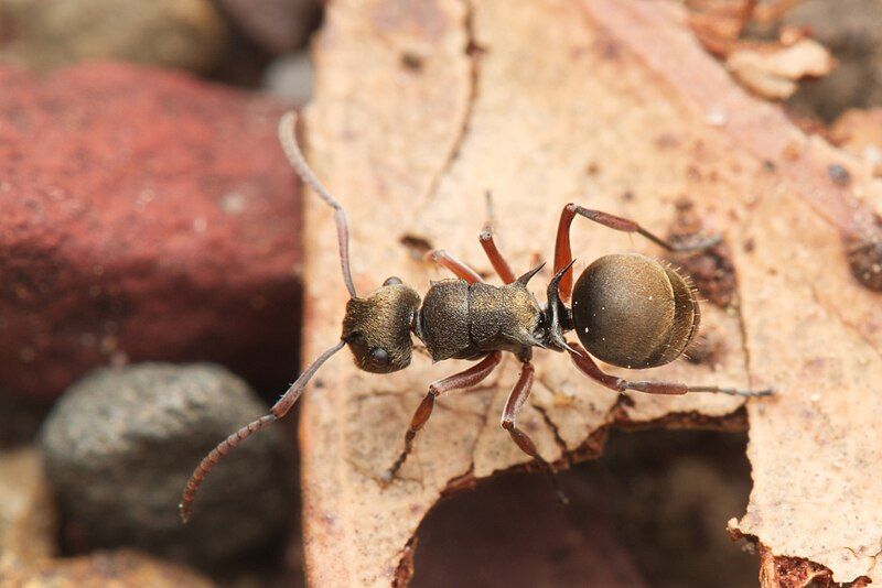 File:Polyrhachis cyrus.jpg