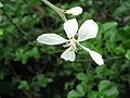 Citrus trifoliata flower