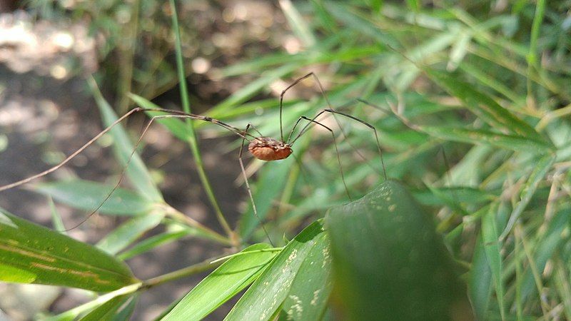 File:Prionostemma sp.jpg