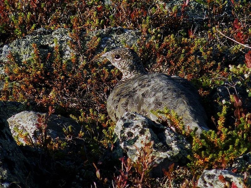 File:Ptarmigan.jpg