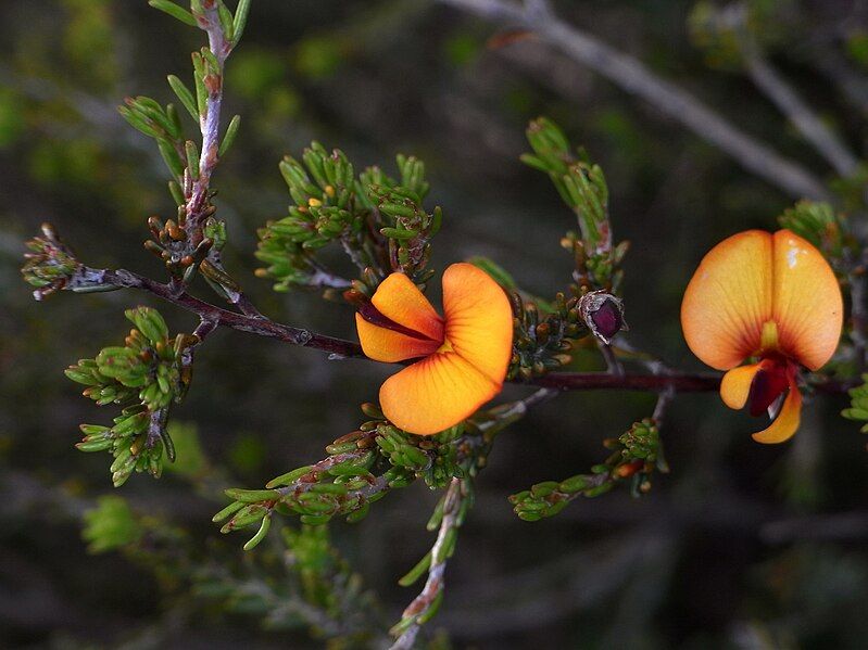 File:Pultenaea prostrata.jpg