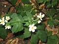 Ranunculus aconitifolius