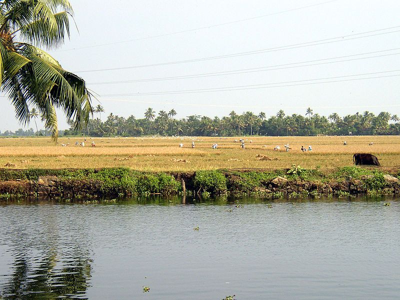 File:Reisernte backwaters.JPG