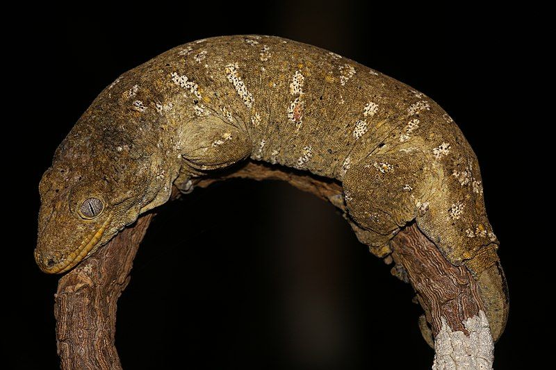 File:Rhacodactylus leachianus 33603748.jpg