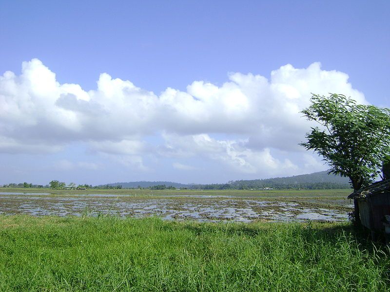 File:Ricefields-at-Calapan-City.jpg