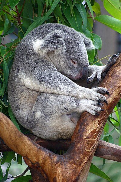 File:Sa-sleeping-koala.JPG