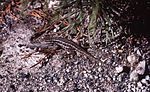 Sagebrush lizard