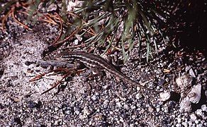 Sagebrush Lizard