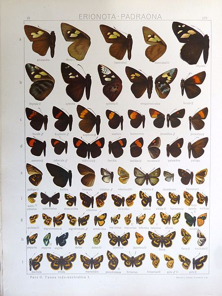 File:Seitz9FaunaIndoAustralicaPlate120.JPG