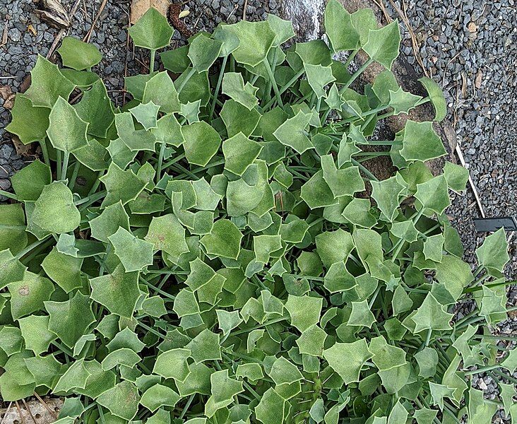 File:Senecio tropaeolifolius leaves.jpg