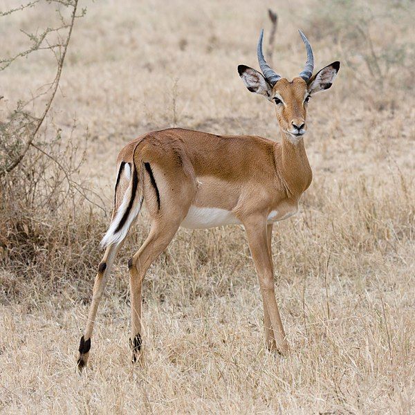 File:Serengeti Impala3.jpg