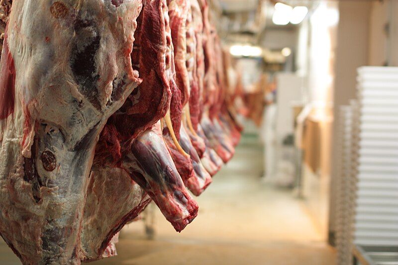 File:Slaughterhouse cattle bodies.jpg