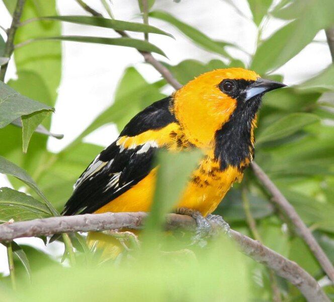 File:Spot-breasted Oriole .jpg