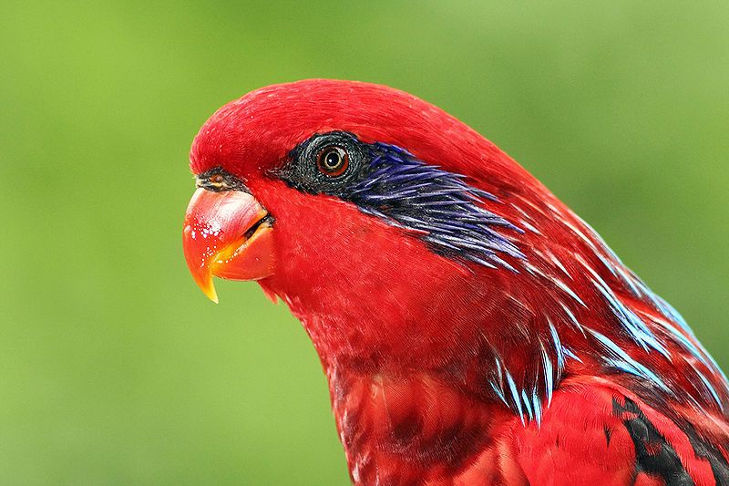 File:Streaked-lory---Eos-reticulata.jpg