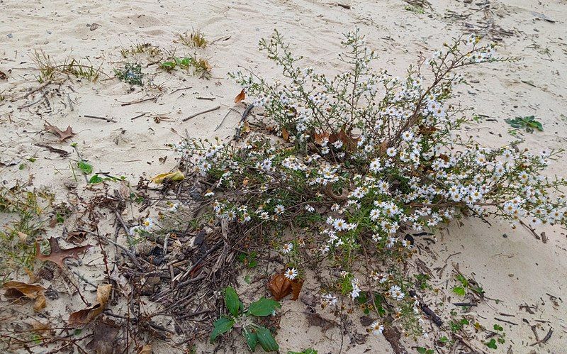 File:Symphyotrichum pilosum 166742870.jpg