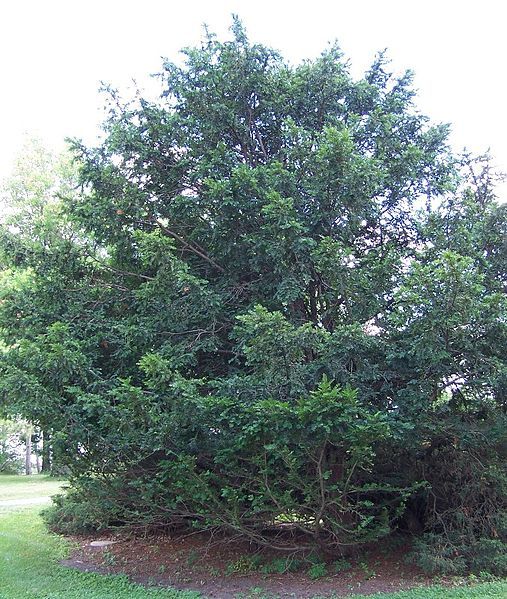 File:Taxus chinensis.jpg