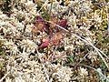 Drosera rotundifolia in a peat moss cushion