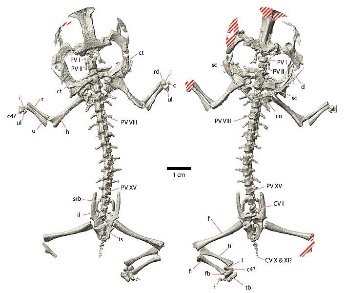 File:Triadobatrachus CT scan.jpg