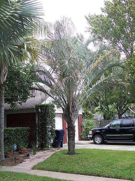 File:Trianglepalm.JPG