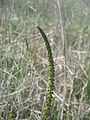 Triglochin maritima inflorescence