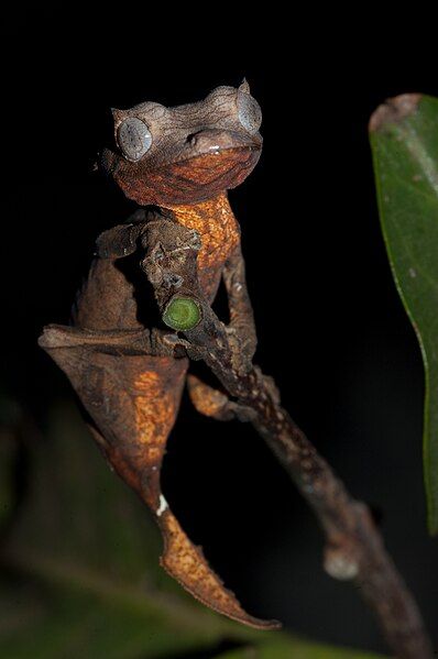 File:Uroplatus ebenaui.jpg