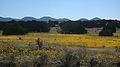 Golden crownbeard, Rabbit Road, Santa Fe