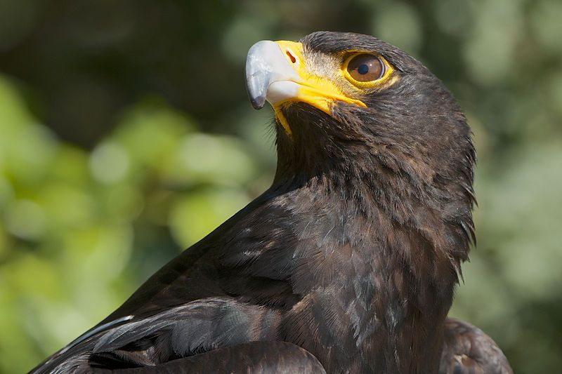 File:Verreaux Eagle AdF.jpg