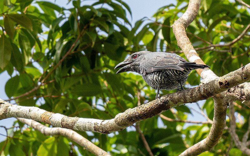 File:Visayan Cuckooshrike.jpg