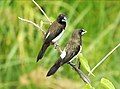 White-rumped munia