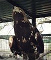 Eastern imperial eagle