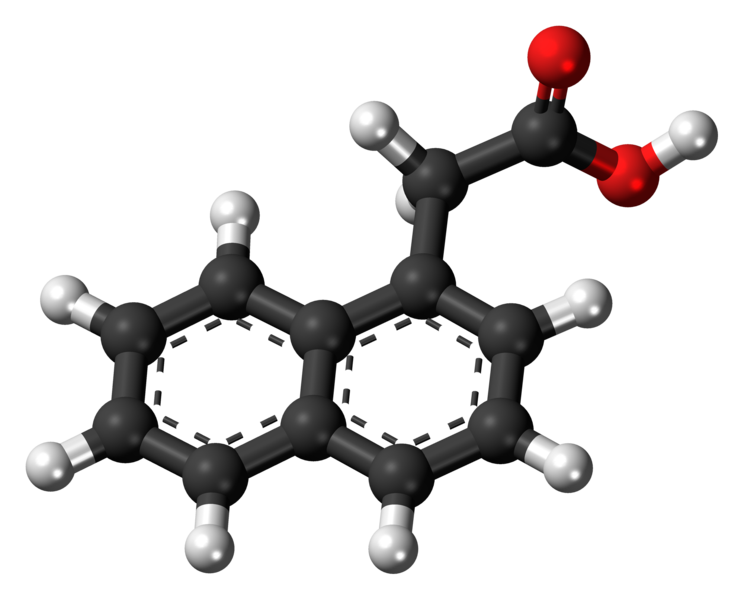 File:1-Naphthaleneacetic-acid-3D-balls.png