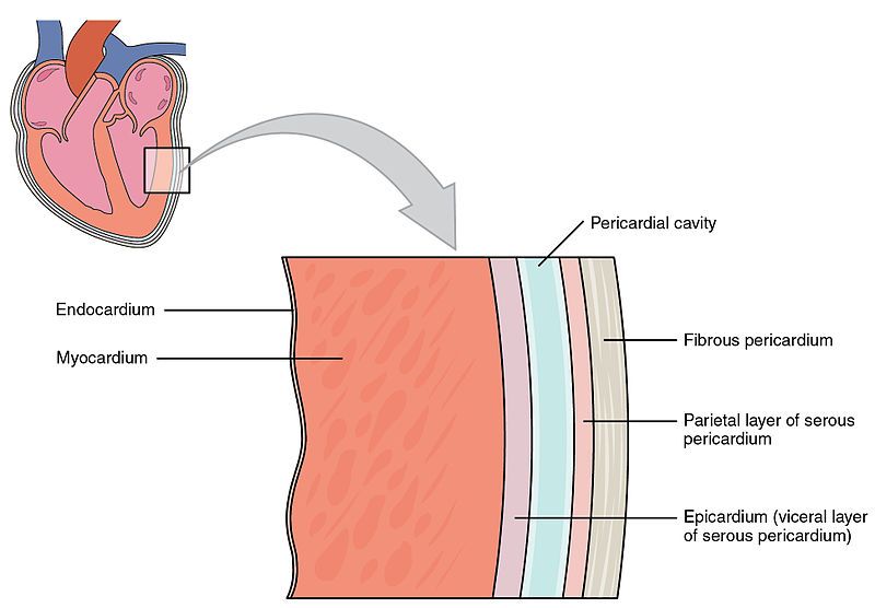 File:2004 Heart Wall.jpg