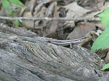 A 5-lined skink basking on a log.