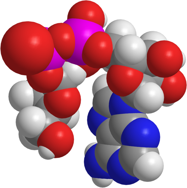 File:ADP-ribose 3D.png