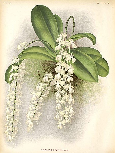 File:Aerangis citrata.jpg