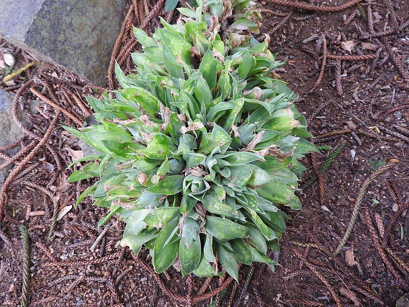 File:Agave attenuata-9-yercaud-salem-India.jpg