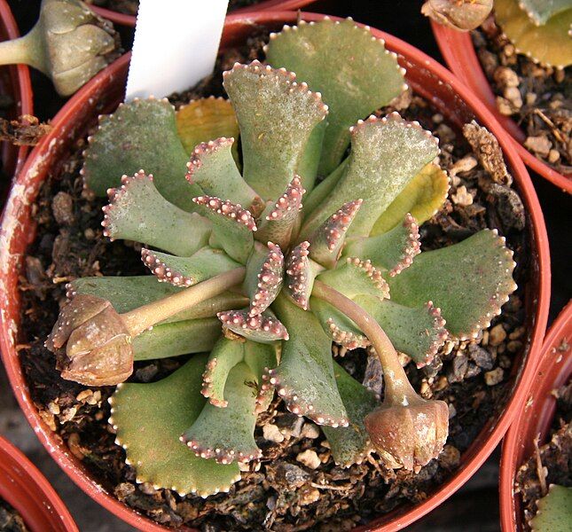 File:Aloinopsis malherbei.jpg