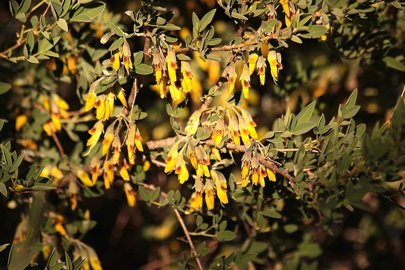 File:Anagyris foetida055.JPG