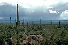 Sonoran Desert landscape