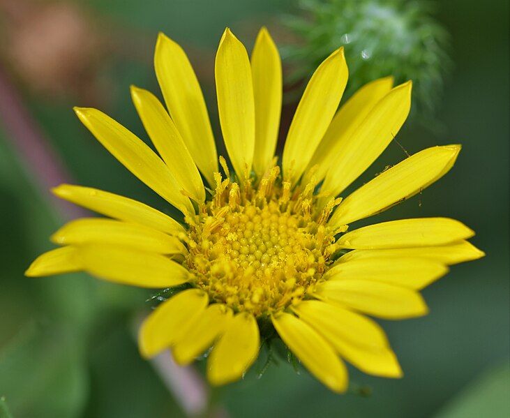 File:Arnica montana 4436.jpg