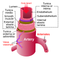 Artery