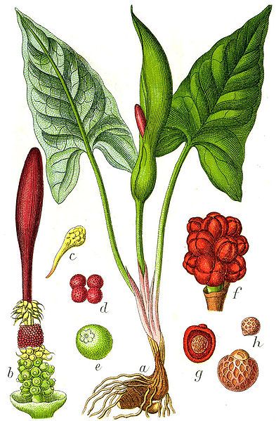 File:Arum maculatum Sturm63.jpg