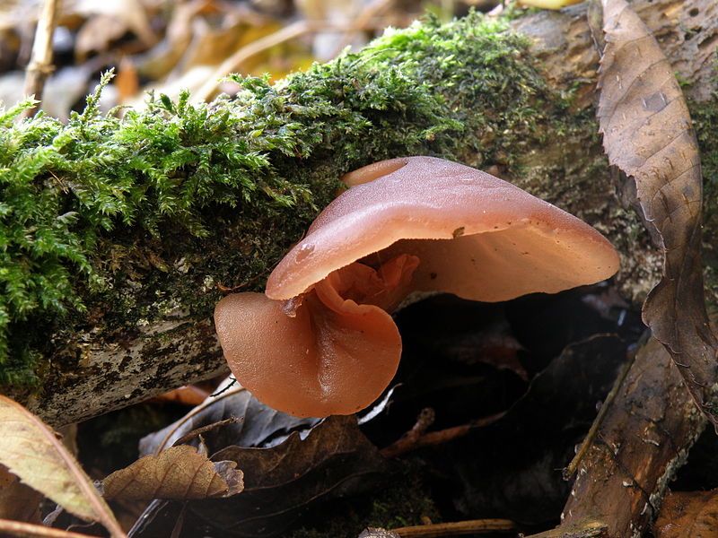 File:Auricularia auricula-judae 64485.JPG